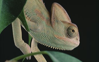 NATURAL HISTORY, Reptile, Chameleon, "Yemen Chameleon, close view of head and green leaves against