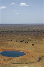 WILDLIFE, Big Game, Elephants, African Elephant Herd (loxodonta africana) walking across dry