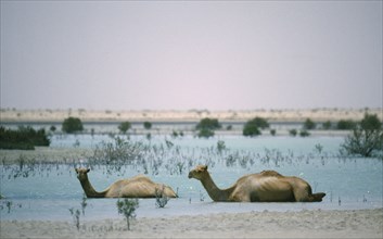 ABU DABI, Desert, Two camels lying down in water with the desert behind.