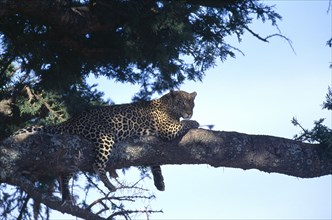 TANZANIA, Serengeti Nat. Park, Animals, Leopard lying in tree.