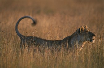 WILDLIFE, Big Game, Cats, Lioness (panthera leo) in tall grass at sunset in the Masai Mara Kenya