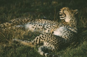 WILDLIFE, Big Game, Cats, Female Cheetah (acinonyx jubatus) lying down with cub in Amboseli Kenya