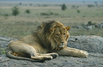 KENYA, Animals, Single male lion (Panthera leo) lying on rock.