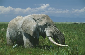 WILDLIFE, Big Game, Elephants, Male Tusker African Elephant (loxodonta africana) in grassland swamp