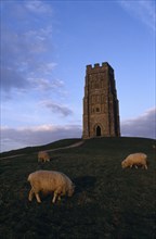 ENGLAND, Somerset, Glastonbury, Glastonbury Tor with sheep grazing in foreground.