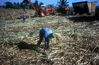 CUBA, Pinar Del Rio, Sugar cane harvest