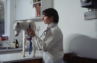 ANIMALS, Domestic, Vet, Female vet examining greyhound in surgery.