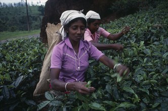 SRI LANKA, Nuwara Eliya, Agriculture, Female tea pickers working on plantation.