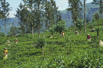 SRI LANKA, Nuwara Eliya, Farming, Women tea pickers at work on hillside plantation