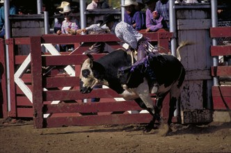 USA, South Dakota, Deadwood, Cowboy on bucking bull leaving the stalls in the arena of the Days Of