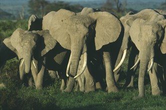 WILDLIFE, Big Game, Elephants, African Elephant herd (loxodonta africana) in evening light at