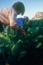 CUBA, Pinar Del Rio, Tobacco workers harvesting crop