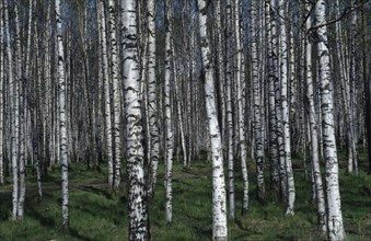 RUSSIA, St Petersberg, Alexander Woods birch trees