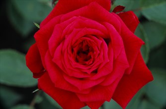 PLANTS, Flowers, Rose, "Mini rose, Wee Jock.  Close view looking down on open, red flower."