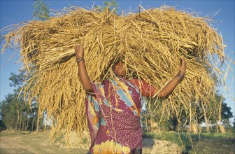 INDIA, Bihar, Ganges Plain, Rice harvest.   Woman almost obscured by bundle of cut rice carried on