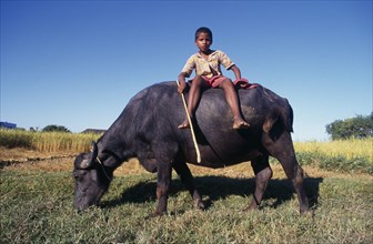 INDIA, Bihar, Ganges Plain, Young boy sitting on grazing water buffalo.