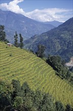 INDIA, Sikkim, Agriculture, Rice terraces with mountain landscape behind.