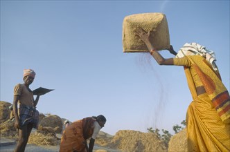 INDIA, Karnataka , Sravanabelagoa, Winnowing rice