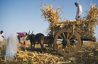 INDIA, Karnataka , Harvested crop being loaded onto bullock cart.
