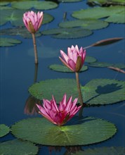 FLOWERS, Lilies, Three pink water lily flowers with long stems and green leaves