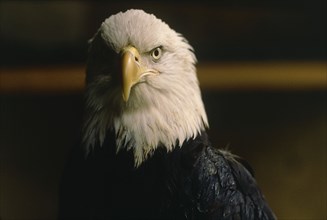 USA, Alaska, General, Close up head of a bald eagle
