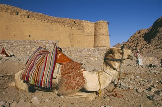 EGYPT, Sinai, St Catherine’s Monastery, Camel lying down outside the walls of the monastery