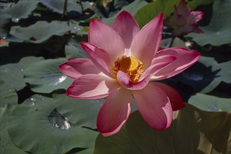 INDIA, Kashmir, "Close up of open, pink Lotus Flower with yellow centre against green leaves with