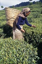 INDIA, West Bengal, Darjeeling , Female tea picker carrying basket on her back supported by strap