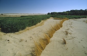 EGYPT, Western Desert , Farafra, Wheat growing next to encroaching desert sands