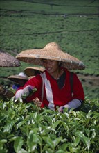 INDONESIA, Java, Tea picker wearing a conical straw hat
