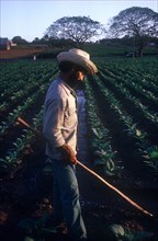 CUBA, Pinar Del Rio , Farming, Tobacco farm worker