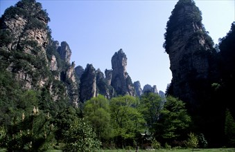 CHINA, West Hunan, Zhangjajie National Park, View looking up at forest of towering rock peaks