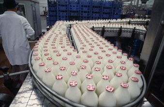 INDUSTRY, Production, Bottling, Full milk bottles on a conveyor belt in a bottling plant