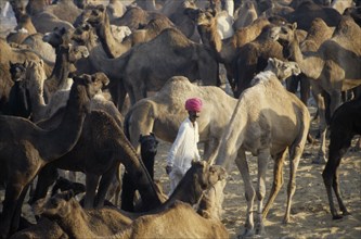 INDIA, Rajasthan, Pushkar , Camel Fair with man wearing pink turban walking amongst camels