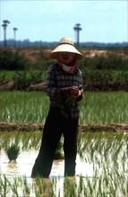 CAMBODIA, Prey Veng, Planting rice 25 minutes north of Prey Veng.   Standing figure wearing