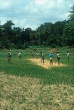SRI LANKA, Sport, Young boys playing Cricket in a field