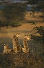 WILDLIFE, Big Game, Cats, Female cheetah (acinonyx jubatus) sitting on mound with two cubs in Masai