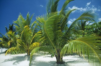 WEST INDIES, Jamaica , Negril , "Palms growing on sandy beach, blue sky and white clouds behind."