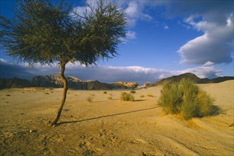 EGYPT,  , Sinai, Semi desert landscape outside Nuweiba on the road to St Catherine’s