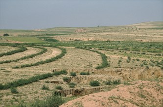 MONGOLIA, Desert, Desert Planting