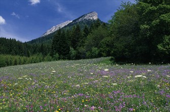 FRANCE, Alps, Chartreuse Massif, "Alpine meadow, full of purple, yellow and white wild flowers. "