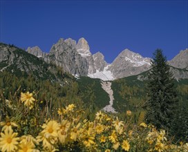 AUSTRIA, Salzburg Province, Filzmoos, Bischofsmutze mountain with yellow flowers in the foreground