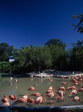 USA, Florida , Orlando, Seaworld. Pink Flamingos in shallow pool