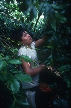 PANAMA, Guyami , Coffee Picker working in field
