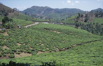 INDIA, Kerala, Agriculture, View over Tea Plantation in the hills
