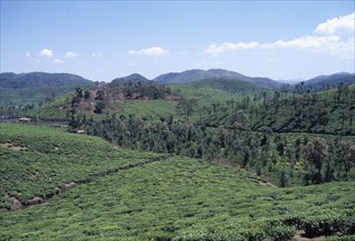 INDIA, Kerala, Agriculture, View over tea plantation in the hills