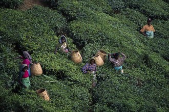 INDIA, Kerala, Agriculture, Elevated view over tea pickers working on plantation hillside.