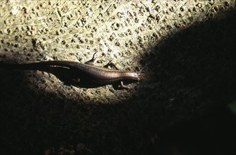 SEYCHELLES, Cousin Island, "Skink, native reptile cast in ray of light on rocky surface by shadows"