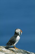 WILDLIFE, Birds, Puffin, Puffin (frateronia artica) with sand eels in its beak standing on