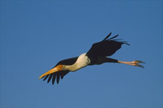 WILDLIFE, Birds, Stork, Painted Stork (ibis leucocephalus) in flight at Bharatpur Rajasthan India